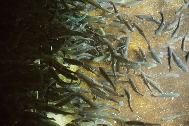 Spokane Tribe Fish Hatchery