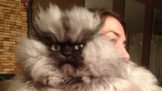 Image: CAT FRIDAY: A tribute to Colonel Meow