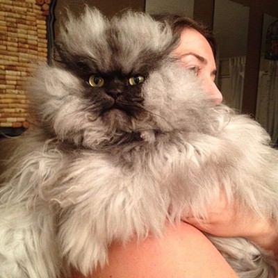 CAT FRIDAY: A tribute to Colonel Meow