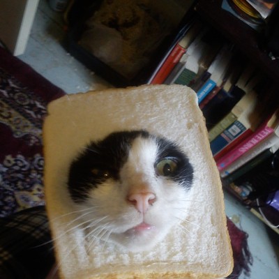 CAT FRIDAY: Breaded cats edition