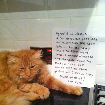 CAT FRIDAY: Cat Shaming