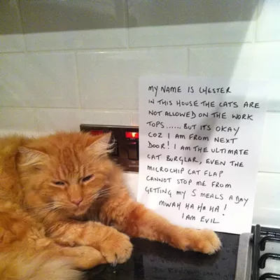 Image: CAT FRIDAY: Cat Shaming