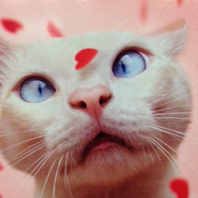 CAT FRIDAY: Happy Meow-lentine's Day!