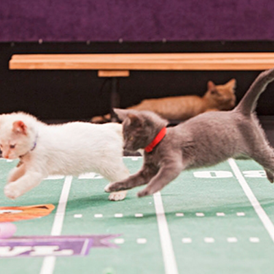 Kittens and puppies take over Super Bowl
