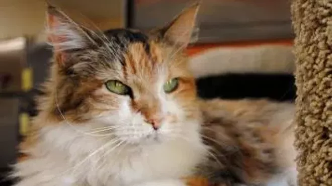Image: CAT FRIDAY: Local pet adoption and fundraiser events this weekend