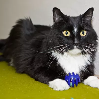 Image: CAT FRIDAY: Meet Princess