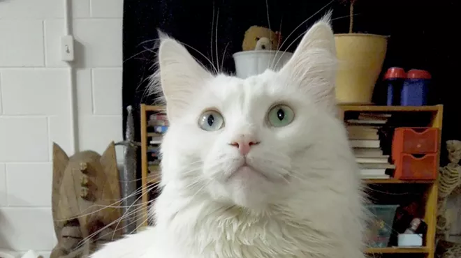 Image: CAT FRIDAY: Meet the cats of Spokane Vintage Warehouse