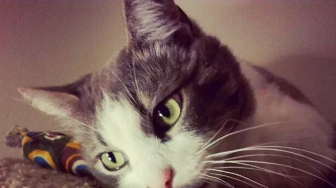 Image: CAT FRIDAY: Meet The Inlander staff's kitties, Part II