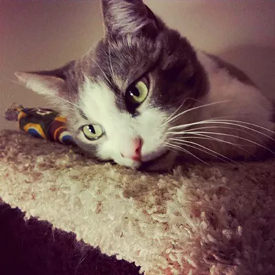 Image: CAT FRIDAY: Meet The Inlander staff's kitties, Part II