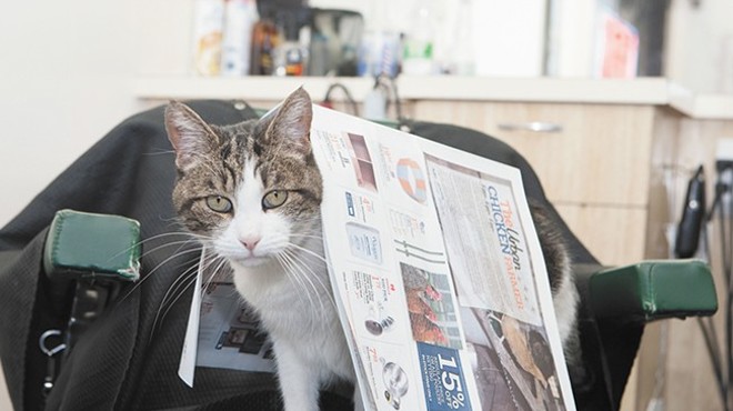 CAT FRIDAY: Notable runners up for "Best Local Cat" in the Best Of readers poll