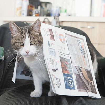 CAT FRIDAY: Notable runners up for "Best Local Cat" in the Best Of readers poll