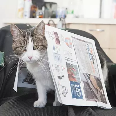 Image: CAT FRIDAY: Notable runners up for "Best Local Cat" in the Best Of readers poll