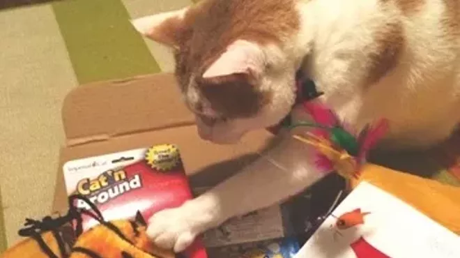 Image: CAT FRIDAY: The best gifts of 2014 for the cats in your life