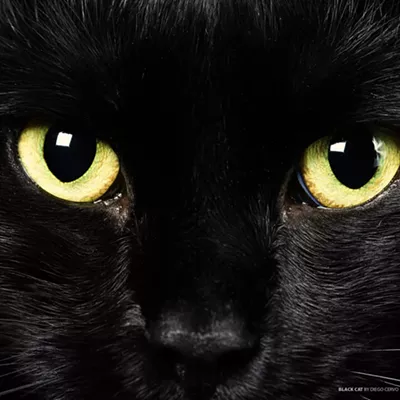 Image: CAT FRIDAY: Today is Black Cat Appreciation Day!
