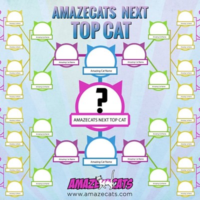 CAT FRIDAY: Who's going to be the Internet's next famous cat?