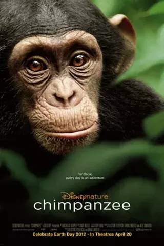 Image: Chimpanzee