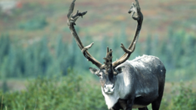Image: Conservation groups file federal lawsuit over "critical habitat" for endangered woodland caribou