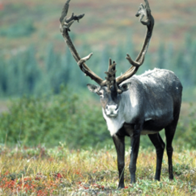 Conservation groups file federal lawsuit over "critical habitat" for endangered woodland caribou