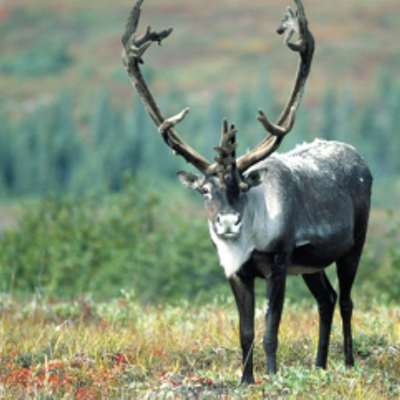 Image: Conservation groups file federal lawsuit over "critical habitat" for endangered woodland caribou