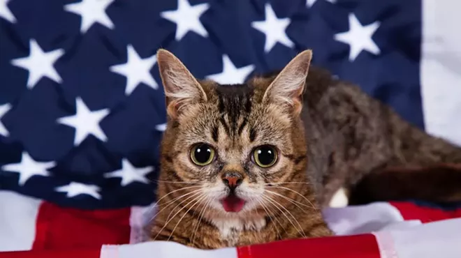 Image: ELECTION DAY: Cats who want you to vote!