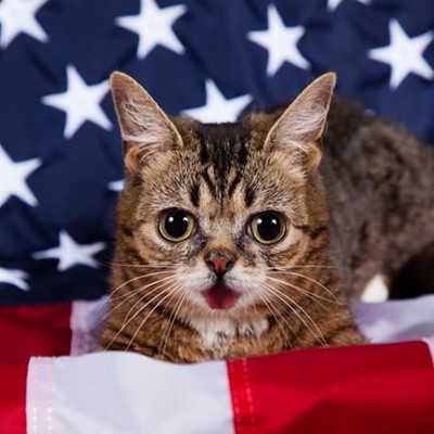 ELECTION DAY: Cats who want you to vote!