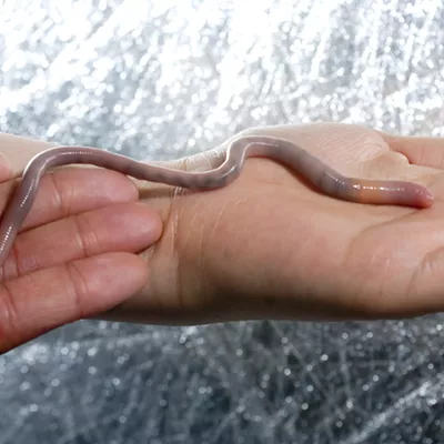 Image: Eureka! Giant Palouse Earthworms found