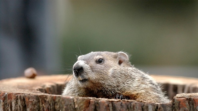 Grab a drink with Punxsutawney Phil and River City Brewing