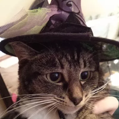 Image: HALLOWEEN: Inlander staff cats in costume