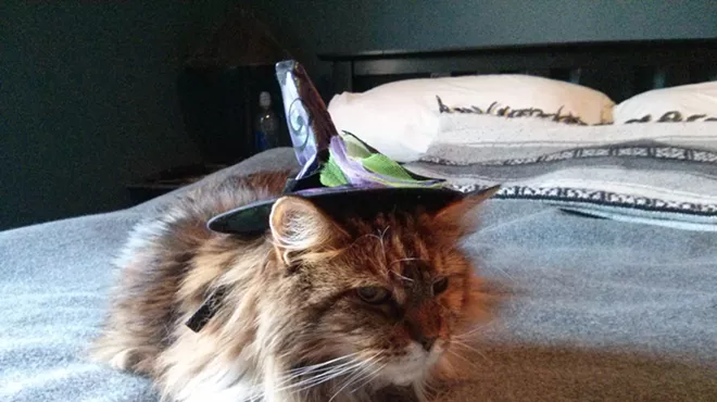 Image: CAT FRIDAY: Results of the Halloween Cats Photo Contest