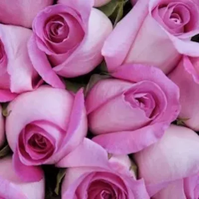 Image: Make Spokane #1... among rose gardens
