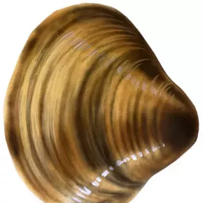 Image: Morning Briefing: Latest threat to North Idaho's freedom? Clams