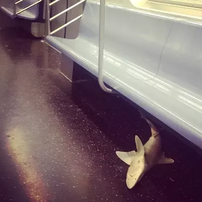 Image: MORNING BRIEFING: Marijuana meeting, more NSA snooping and a shark on the NYC subway