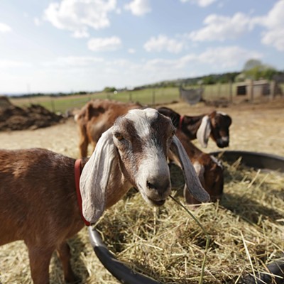 WSU offers first urban goat classes