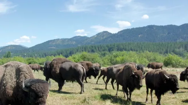 Image: Buffalo Boys