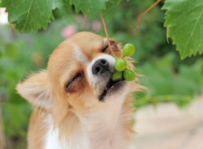 dog-grapes.jpg