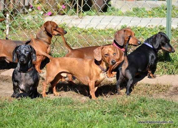 Some Dachshunds playing in the yard.
