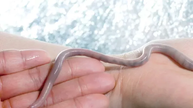 Image: Worms and Politicians