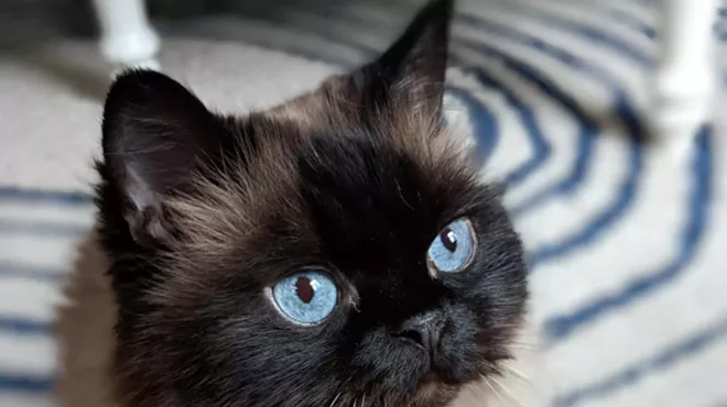Image: There's one day left to submit to the Inlander's first-ever Pets Issue photo contest!