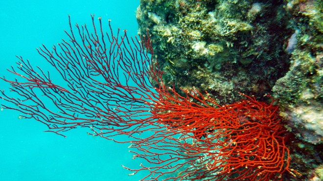 Great Barrier Reef Imperiled as Heat Worsens Die-Offs, Experts Say