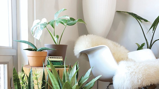 The Secret Life of Plants: Advice from The Inspired House Plant