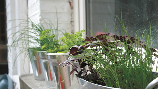 Home Growing Indoor herb gardening not only livens up winter windows but also offers fresh flavors for food