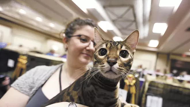 Image: Reigning Cats