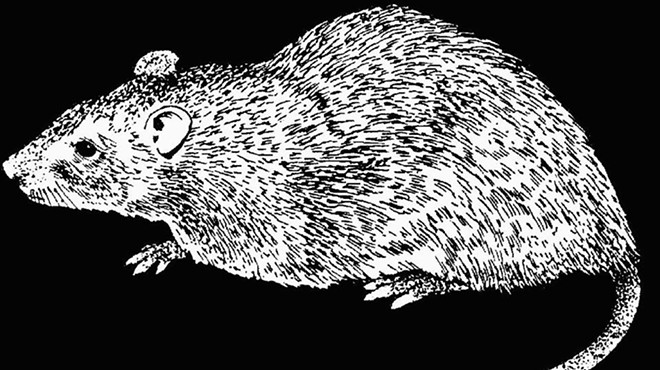 The Heart of the Rat: Wine, Writing, and Rodents