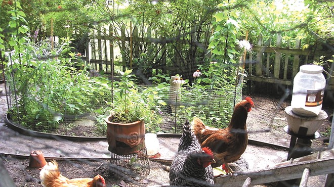 Backyard Chicken Keeping