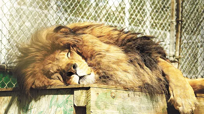Image: ANIMALS