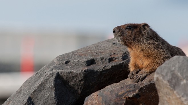 Fantastic marmots and where to find them, near downtown Spokane
