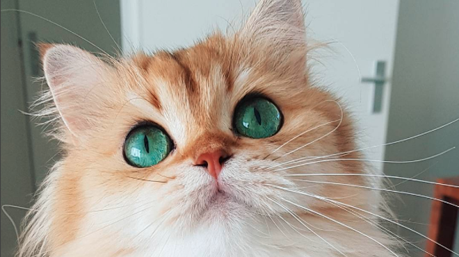 CAT FRIDAY: Four delightfully cute Insta-cats to follow right meow