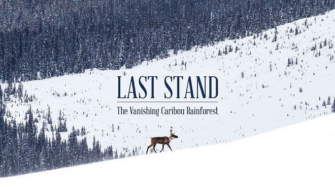 Last Stand: The Vanishing Caribou Rainforest