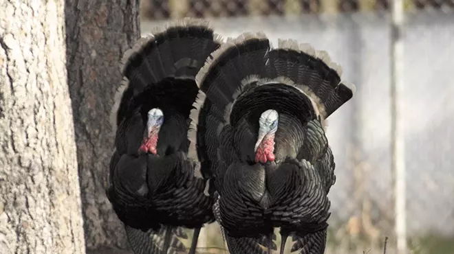 Image: The Turkeys Not on Your Plate: They’re Out Back, Climbing the Roof