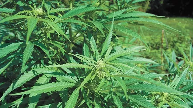 Image: To manage odor complaints, Spokane Clean Air will charge fees for marijuana growers